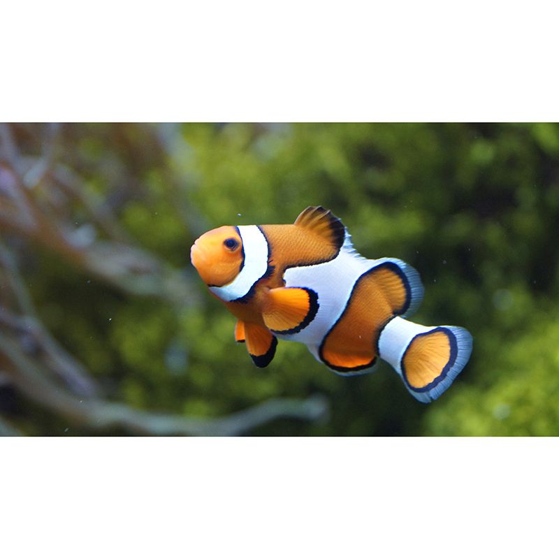 Lifelike Wall Mural Clown Fish Printed Sitting Room Wall Mural