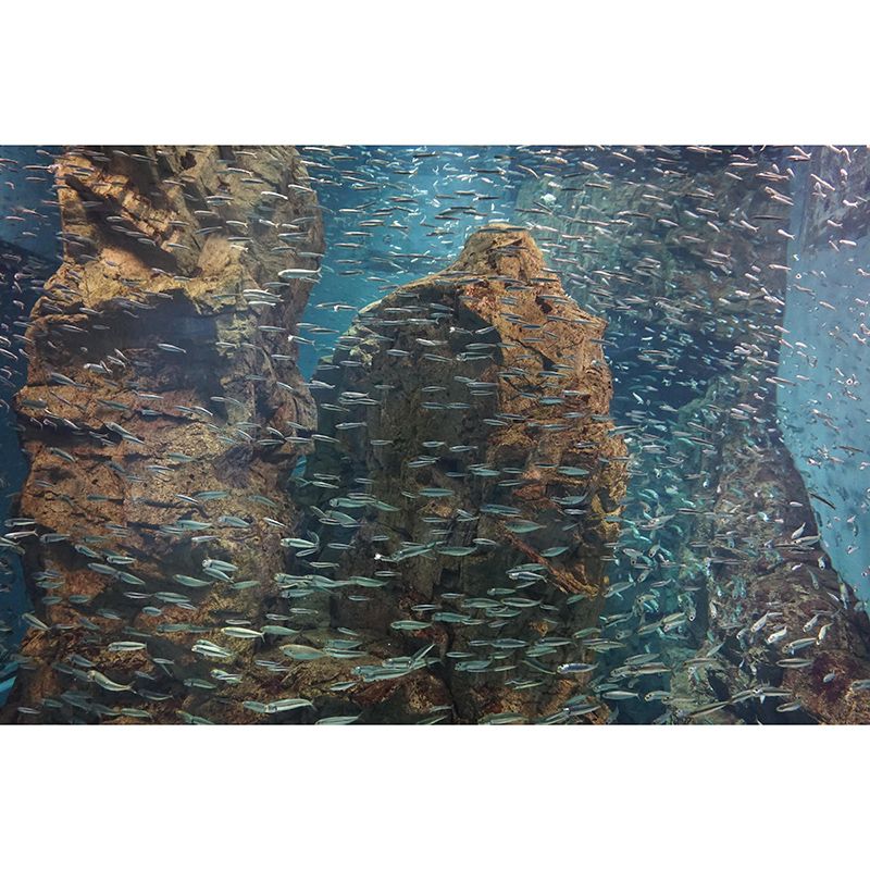 Eco-friendly Seabed Murals Photography Mildew Resistant Wall Murals for Bathroom