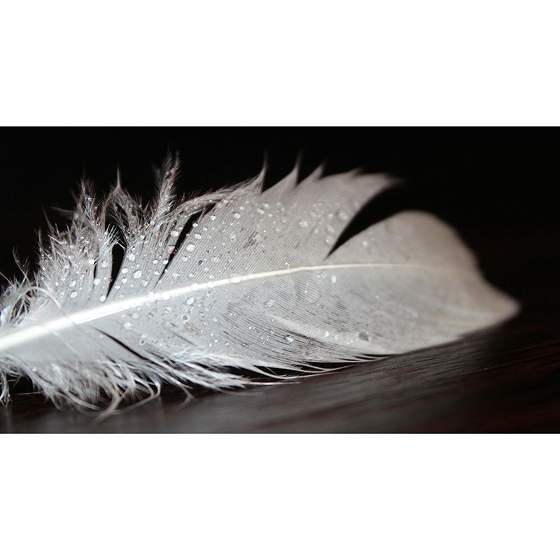 Decorative Feather Wall Mural Mildew Resistant Photography Wall Mural