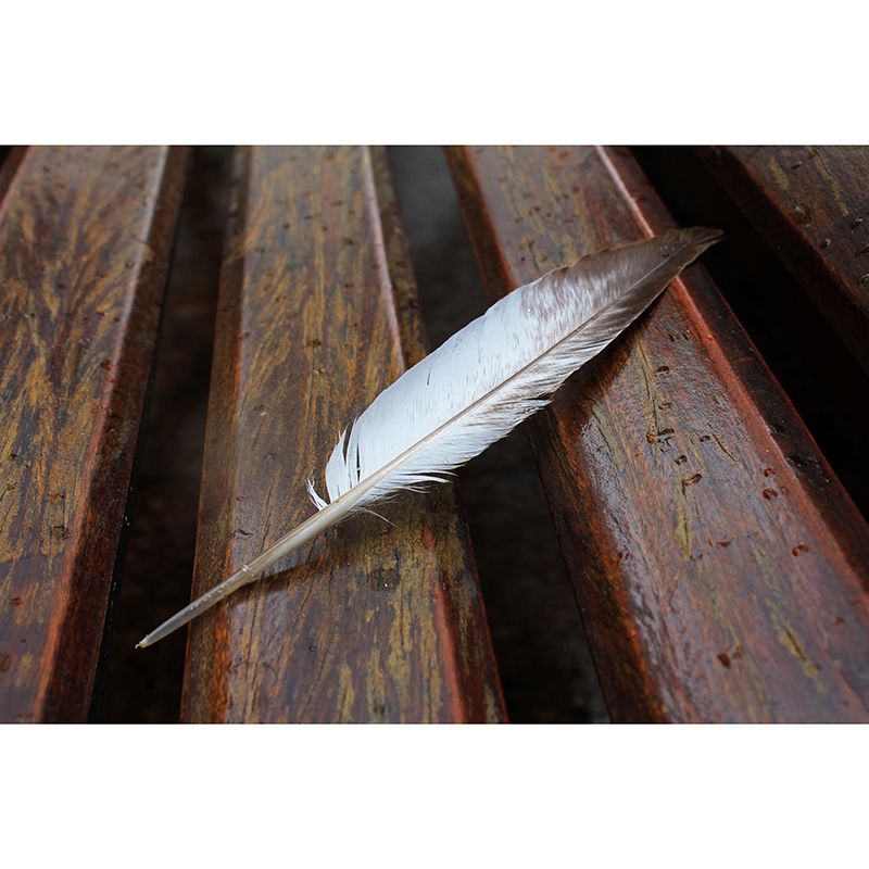 Photography Wall Mural Feather Printed Sitting Room Wall Mural