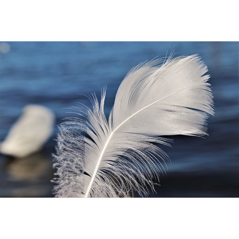 Photography Wall Mural Feather Stain Resistant Decorative Bedroom Murals