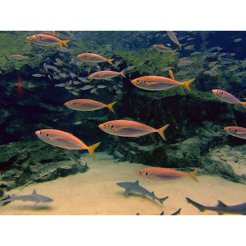 Photography Ocean Fish Printed Wall Mural Modern Stain Resistant Wall Mural