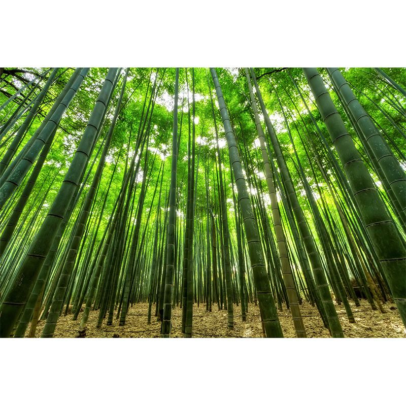 Light Color Bamboo Landscape Mural Moisture Resistant Modern Style Bedroom Wall Art