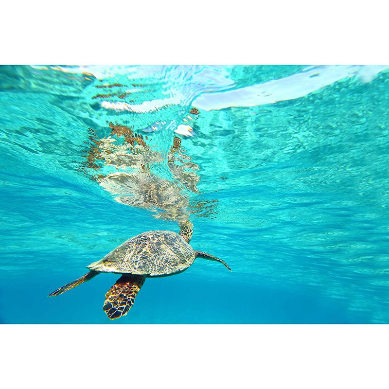 Photography Sea Turtle Wall Mural Environmental Mildew Resistant Wall Mural