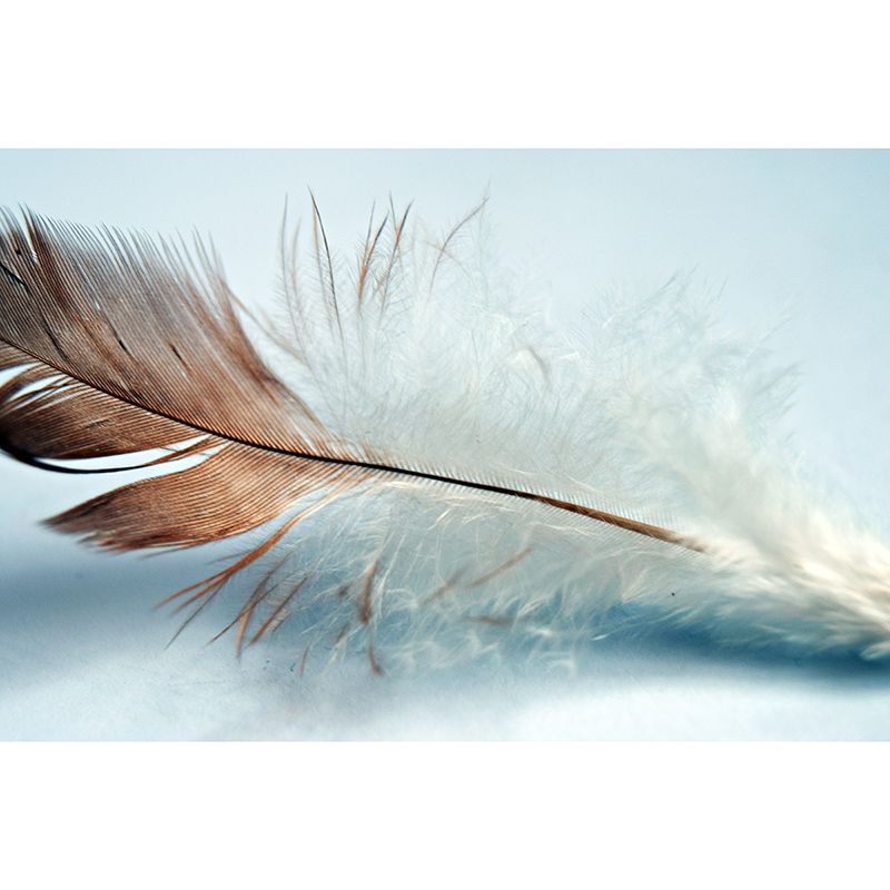 Decorative Wall Mural Feather Photography Bedroom Stain Resistant Wallpaper