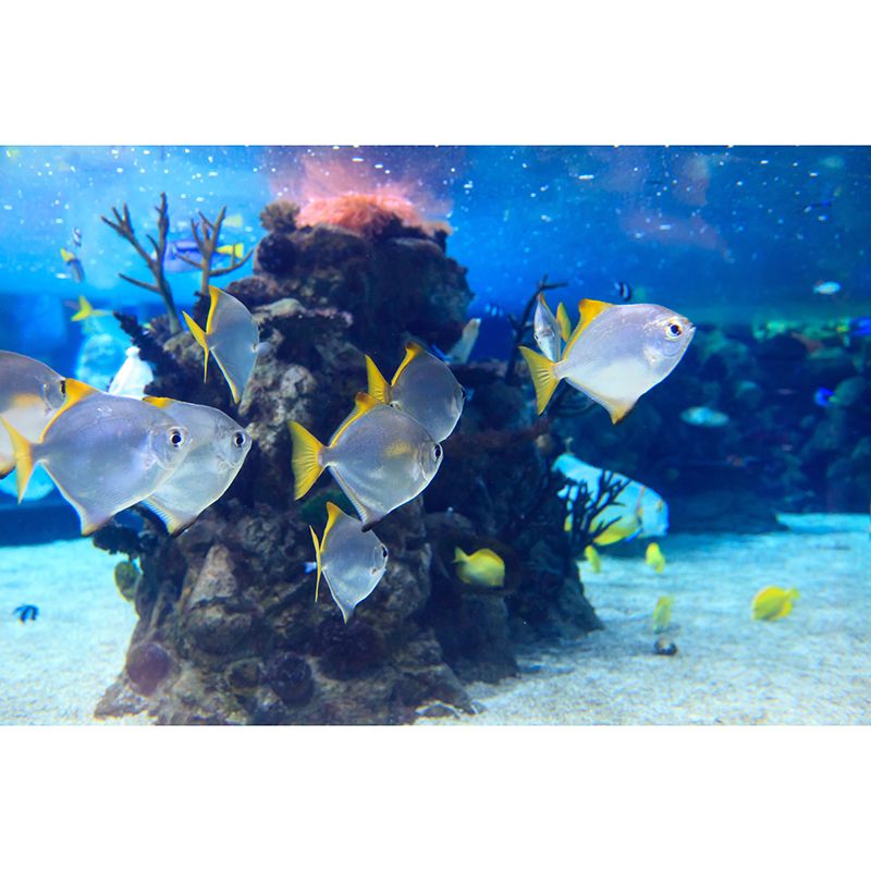 Great Seabed Scenery Wall Mural Wall Covering for Sleeping Room, Waterproofing