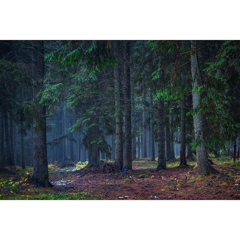 Forest Photography Mural Wallpaper Decorative Bedroom Wall Mural