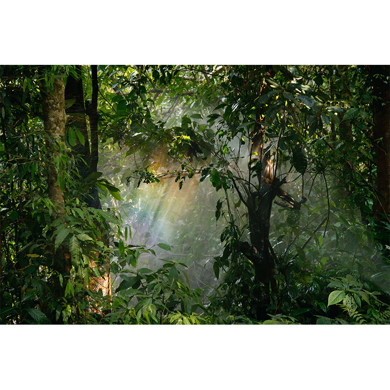 Photography Stain Resistant Wall Mural Forest Sitting Room Wallpaper