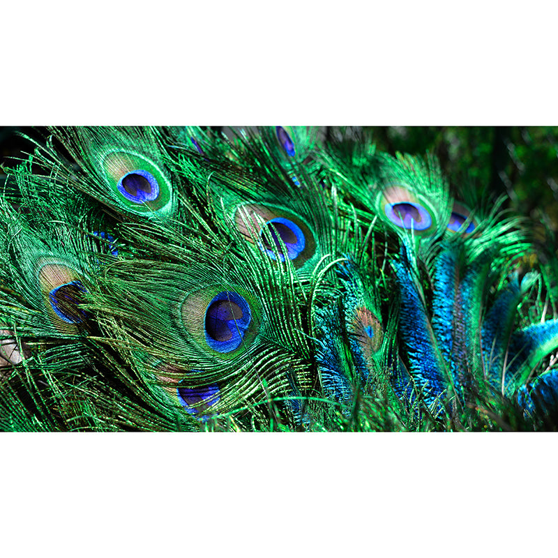 Popular Wall Mural Peacock Feather Printed Sitting Room Wall Mural