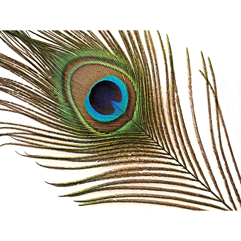 Chromatic Wall Mural Peacock Feather Pattern Drawing Room Wall Mural