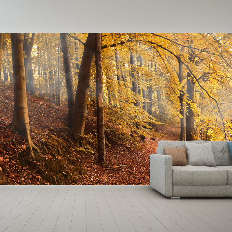 Environmental Photography Wallpaper Moisture Resistant Forest Wall Mural