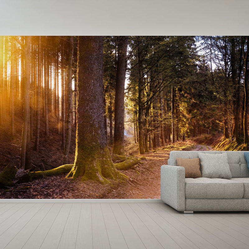 Environmental Photography Wallpaper Moisture Resistant Forest Wall Mural