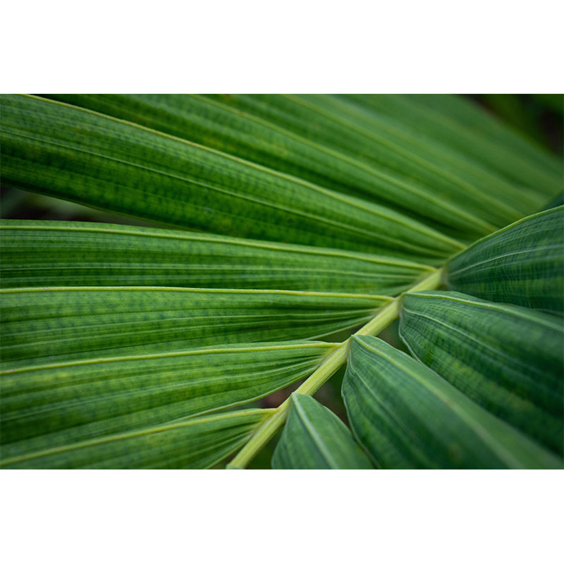 Vintage Wall Mural Tropical Plant Leaf Pattern Drawing Room Wall Mural