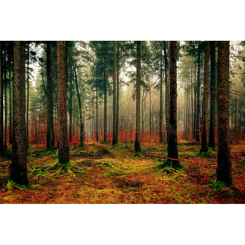 Photography Trees Wall Mural Moisture Resistant Environmental Forest Wallpaper