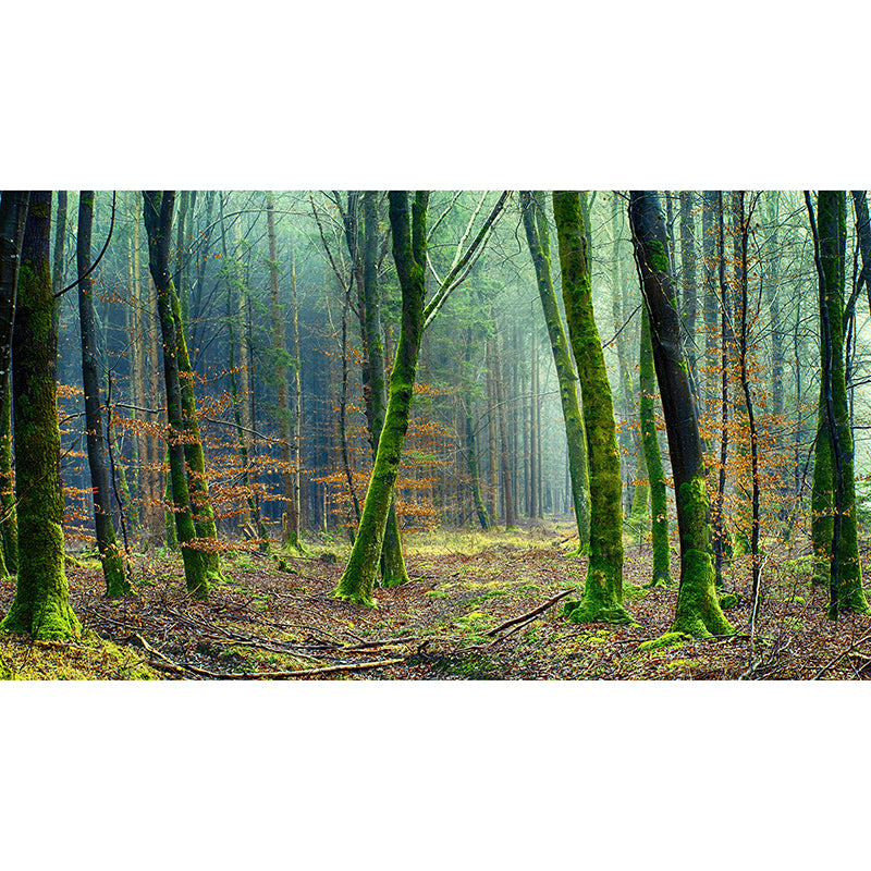 Home Environmental Wallpaper Forest Living Room Resistant Photography Wall Mural